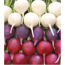 Редис Весенний триколор
