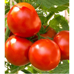 Томат Метелица