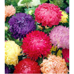 Астра Королевский размер