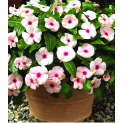 Бальзамин Уоллера Брайт Айз F1