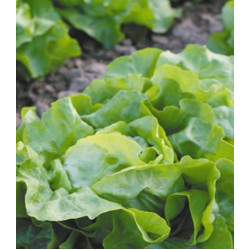 Салат маслянистый Изумительный