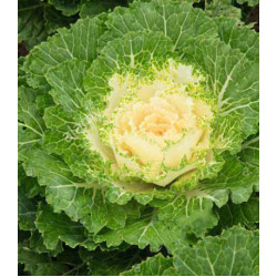 Капуста декоративная Осака белая F1