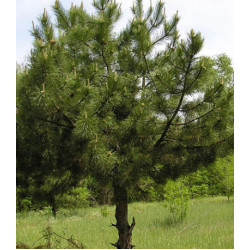 Сосна Крымская