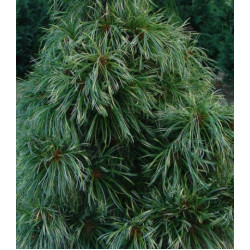 Кедр корейский Суланж