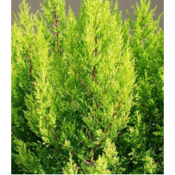 Кипарис вечнозеленый Аполлон