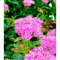 Спирея Японская