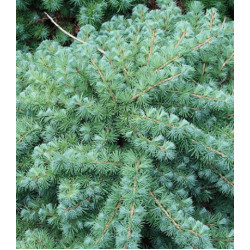 Лиственница Кэмпфера Blue Dwarf