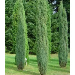 Можжевельник Обыкновенный Arnold