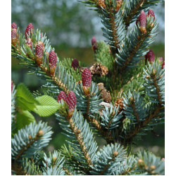 Ель Обыкновенная Европейская Bicolor