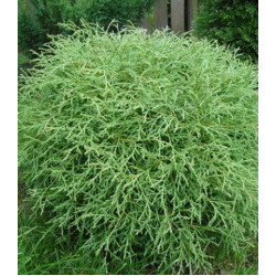 Туя Западная Mr. Bowling Ball