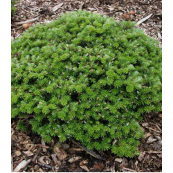 Пихта Корейская Doni Tajuso