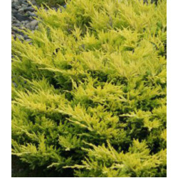 Можжевельн��к Горизонтальный Lime Glow