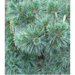 Сосна Веймутова Macopin