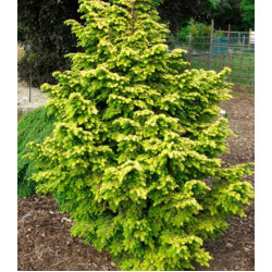 Тсуга Канадская Everitt Golden