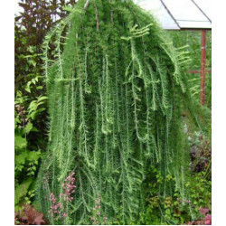 Лиственница Кэмпфера Stiff Weeping