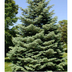 Пихта Фабри