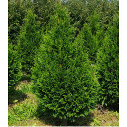 Туя Складчатая Can-Can