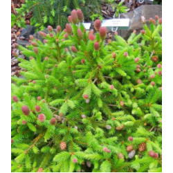 Ель Обыкновенная Европейская Pusch