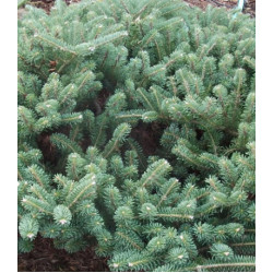 Пихта Корейская Blauer Pfiff