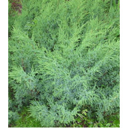 Можжевельник Саржента