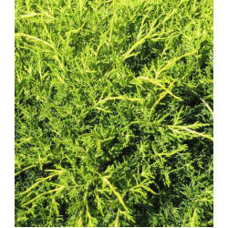 Можжевельник Китайский Old Gold