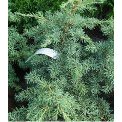 Тсуга Горная