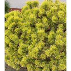 Сосна Горная Winter Gold