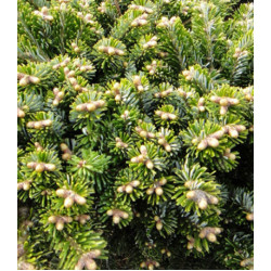 Пихта Вича Heddergott