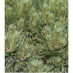 Сосна Горная Compacta