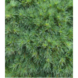 Сосна Веймутова Nana