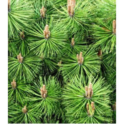 Сосна Густоцветковая Jane Kluis