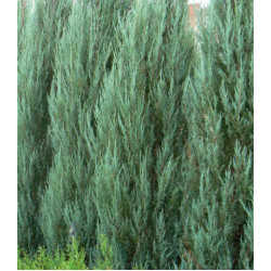 Можжевельник Скальный Skyrocket