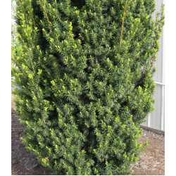 Тис Средний Hicksii