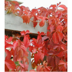 Виноград девичий Малиновое вино