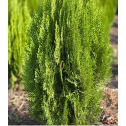 Туя Восточная