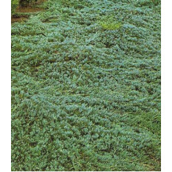 Можжевельник Горизонтальный Glauca