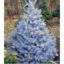 Ель Голубая Колючая Edith