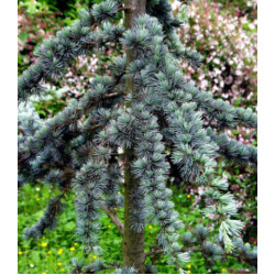 Кедр Атласский Glauca