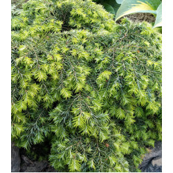 Тсуга Канадская Miinima