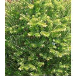 Пихта Корейская Molli