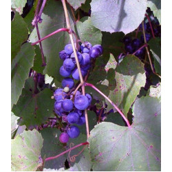 Виноград приречный Зеленая гора